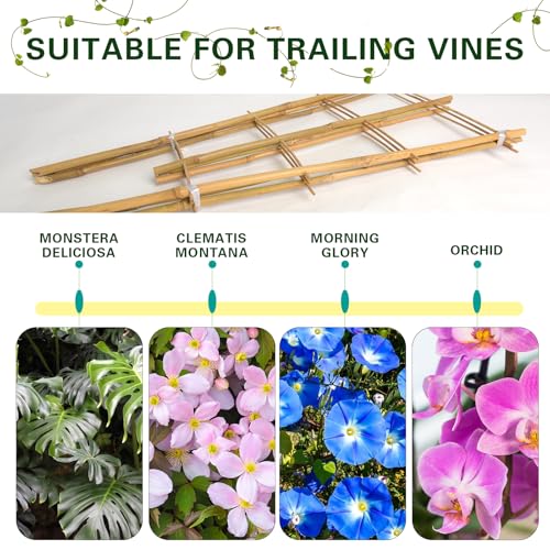 Bamboo Trellis 10 Pack (3ft Fan Shaped, Pack of 10)