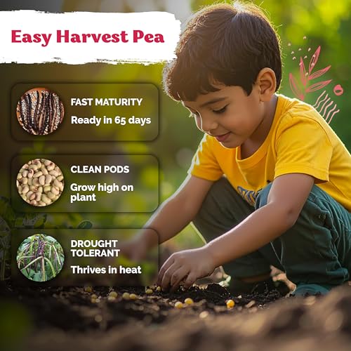 75 Top Pick Pinkeye Cow Pea Heirloom Vegetable Seeds
