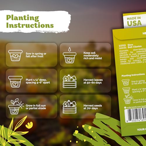 1 000 Slow Bolt Cilantro Heirloom Herb Seeds