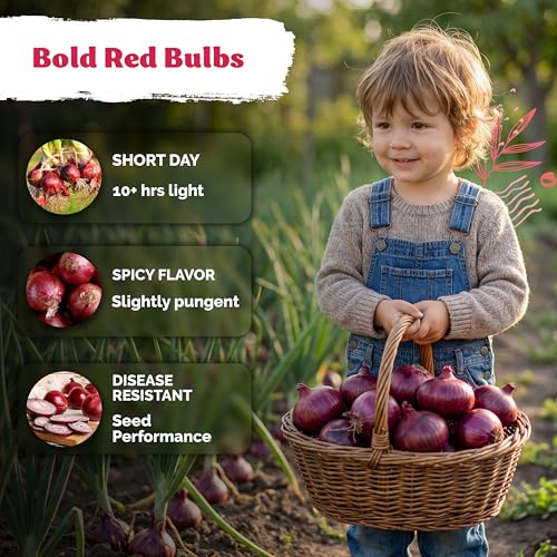 350 Red Creole Onion Heirloom Vegetable Seeds for Planting