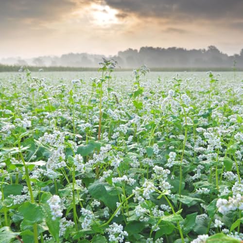 Buckwheat Seeds (10240 Ounce)