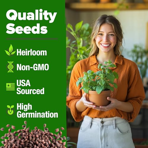Catnip Seeds 4232 Seeds (2 Count)