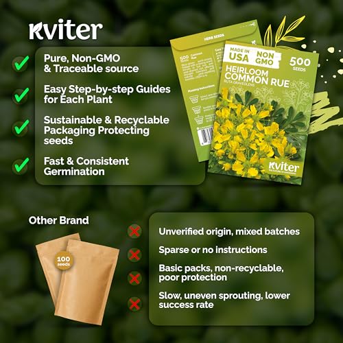500 Common Rue Heirloom Herb Seeds for Planting