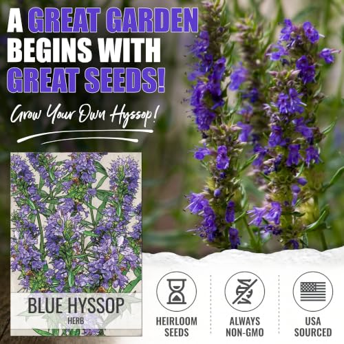 Blue Hyssop Seeds to Plant Heirloom Non (2 Packs)