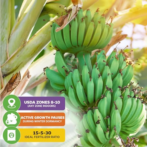 Ice Cream Banana Tree (Ice Cream)