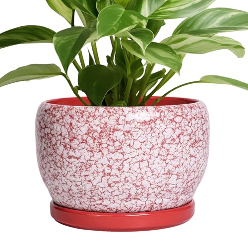 Ceramic Pots for Plants