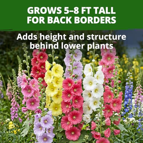 Hollyhock Single Mix 3000 Flower Seeds 1 oz