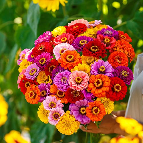 California Giant Zinnia Seeds for 2026 (1 Ounce / California Giants Zinnia Mix)