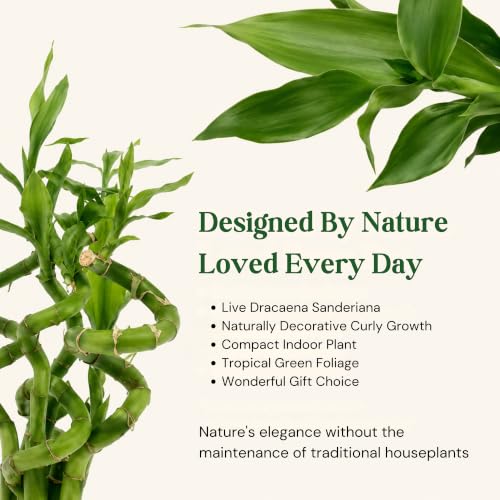 Lucky Bamboo Live Plant