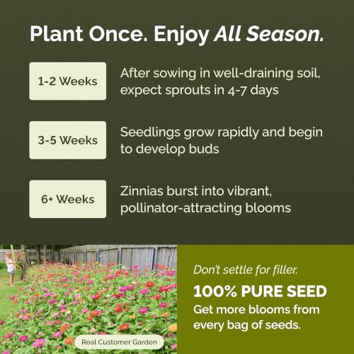 California Giant Zinnia Seeds for 2026 (1 Ounce / California Giants Zinnia Mix)
