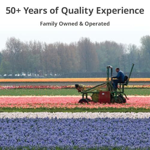 50 Triumph Tulip Bulbs for Planting (50 Count)