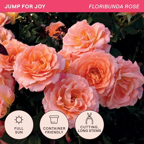 Heirloom Floribunda Roses (Jump For Joy)