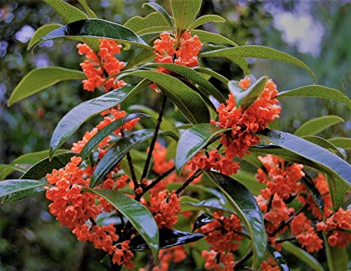 Red Flowering Fragrant Tea Olive (Quart Pot / Red)