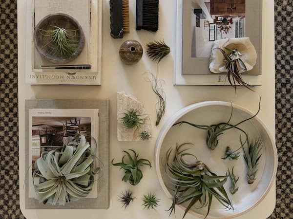 Air Plants Freyja Gift Box (10 Count)