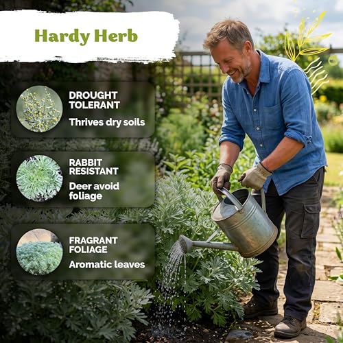 1 250 Wormwood Heirloom Herb Seeds for Planting