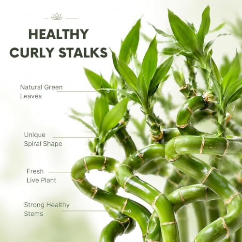 Lucky Bamboo Live Plant