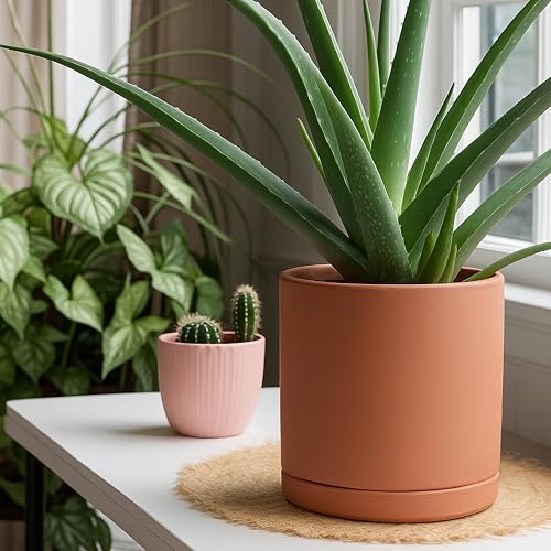 2 Pack Terracotta Plant Pots with Saucers (2 Count)