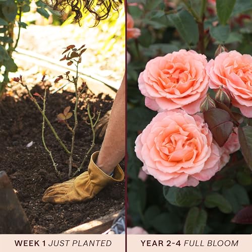 Heirloom Floribunda Roses (Jump For Joy)
