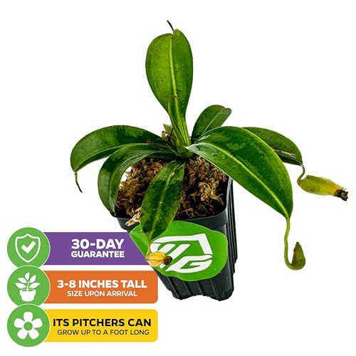 Miranda Pitcher Plants (Miranda)