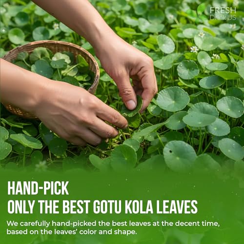8oz Dried Gotu Kola Leaves (1 Count)