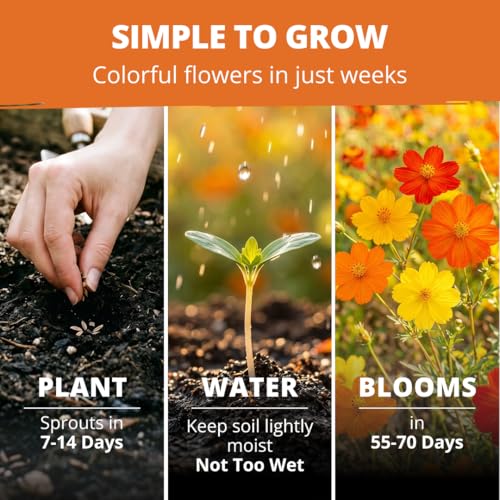 Cosmos Bright Lights Mix 2500 Flower Seeds Cosmos sulphureus