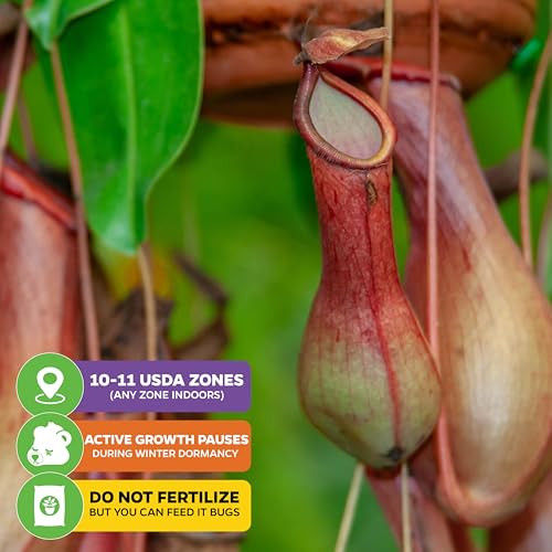 Lady Luck Pitcher Plants (Lady Luck)
