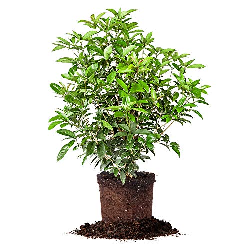 Tea Olive Live Plant (3 gallon)