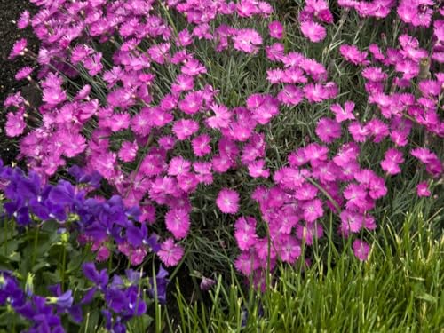 Live Perennial Plants (3 Pots)