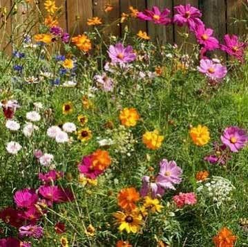 Cut Flower Mix Seed