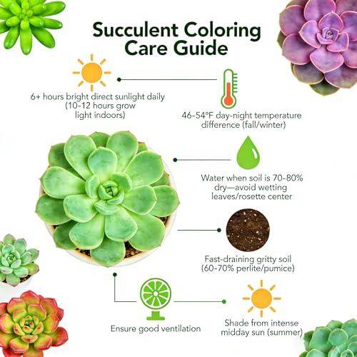 Tree Stonecropin Live Succulent Plant Sedum dendroideum