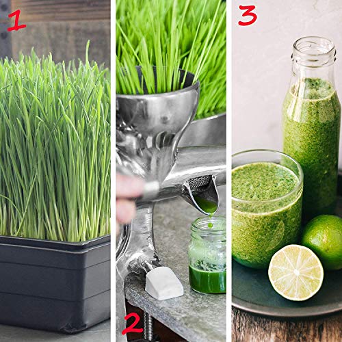10" x 10" Garden Growing Trays with Drain Holes (10 Count)
