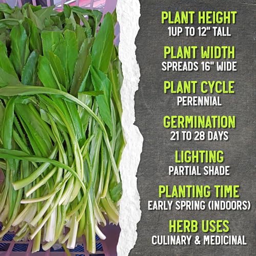 Culantro Seeds to Plant Heirloom Non (5 Packs)