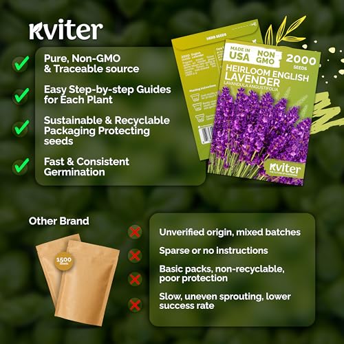 2000 English Lavender Heirloom Herb Seeds