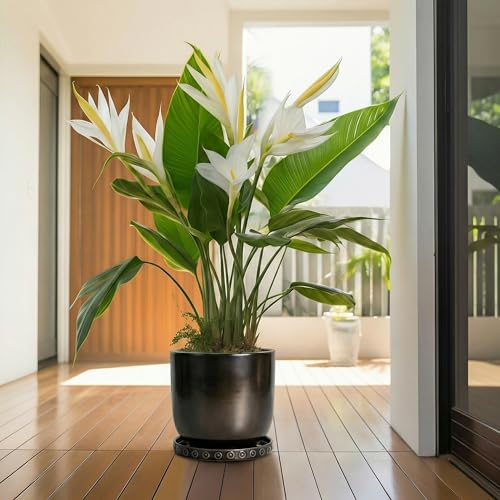 Ceramic Plant Saucer (9.3 Inch / Black)