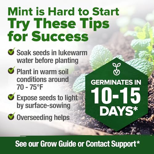 Common Mint Seeds