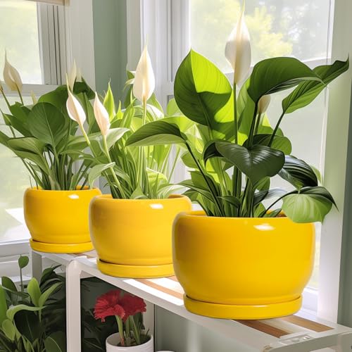 10 Inch Plant Pot