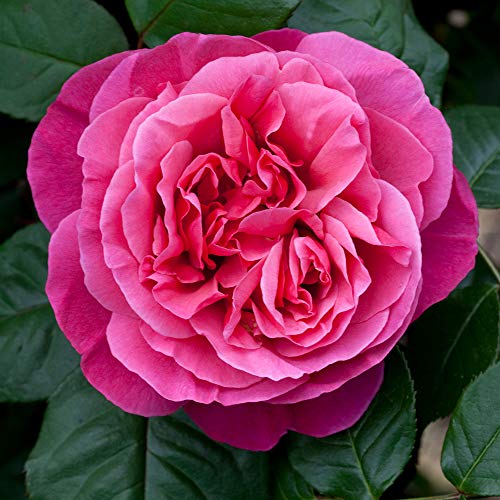 Heirloom Hybrid Tea Roses (Dee-Lish)