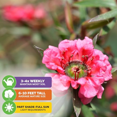 Manuka Flower Shrub (New Zealand Tea)