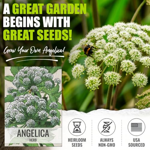 Angelica Seeds to Plant Heirloom Non (2 Packs)