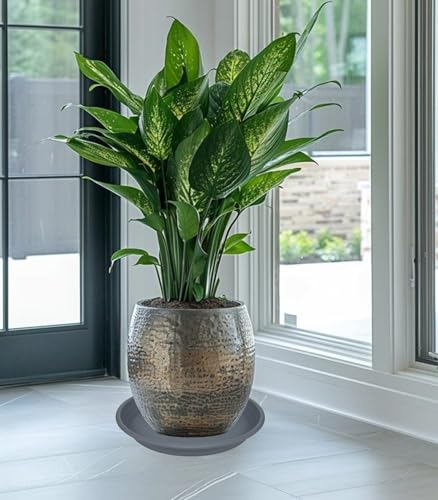 5 Pack of 14 inch Plant Saucer (14" (5 pack) / Gray)
