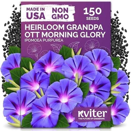 150 Grandpa OTT Morning Glory Heirloom Flower Seeds
