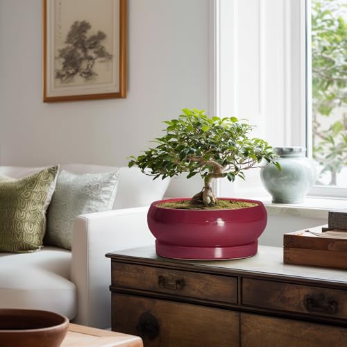 Bonsai Pots 10 Inch (10 Inch / Wine Red)