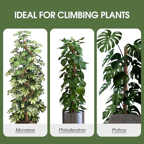3 Pack Moss Pole 63 Inch Monstera Plant Sticks Support Tall Long Stakes (3 Pack)