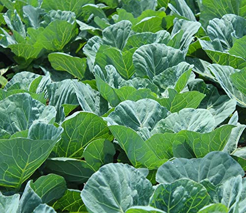 200+ Georgia Southern Collard Green Seeds for Planting