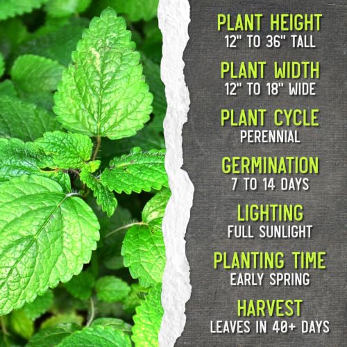 Lemon Balm Seeds to Plant Heirloom Non (2 Packs)
