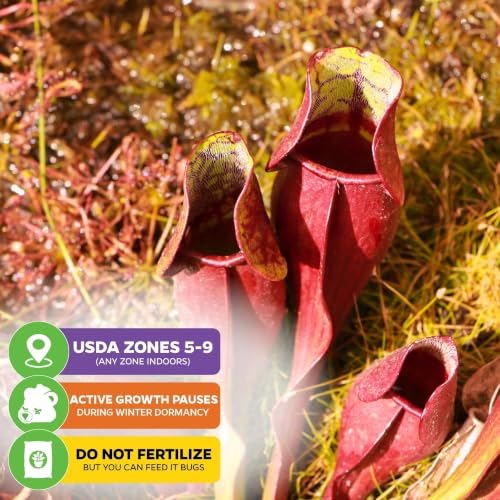 Maroon Carnivorous Pitcher Plant (Maroon Sarracenia)