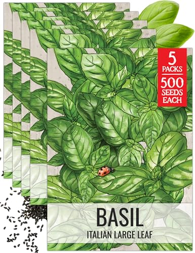 Italian Basil Seeds to Plant Heirloom Non (5 Packs)