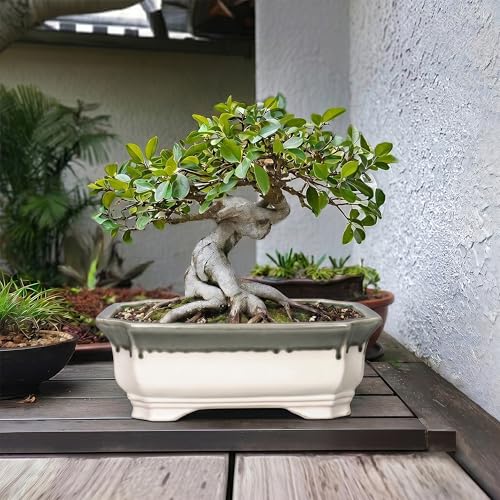 Bonsai Tree Pots 13.7 Inch (13.5 Inch / Rectangular Beige-grey)