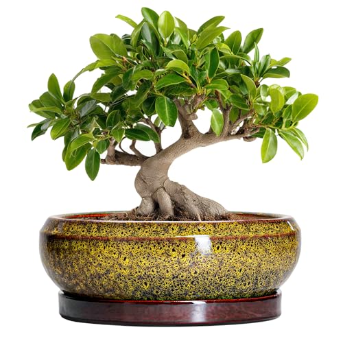 Bonsai Pots Ceramic (10 Inch / Leopard Yellow)