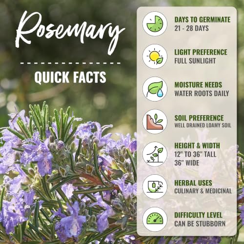 Rosemary Seeds to Plant Heirloom Non (2 Packs)